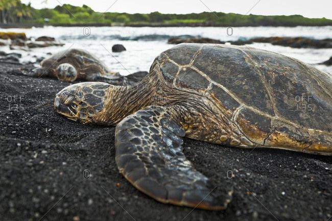 Close up of Hawaiian Green Sea Turtle, Punaluu Black Sand Beach, Island of Hawaii, Hawaii, United States of America