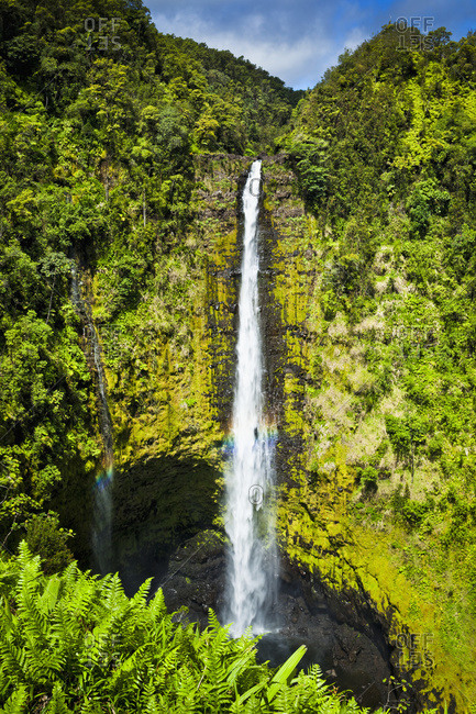 Akaka Falls drop down a moss covered cliff surrounded with tropical rainforest, lush green ferns are in the foreground, Island of Hawaii, Hawaii, United States of America