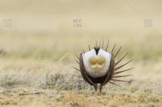 Greater Sage-Grouse (Centrocercus urophasianus) displaying on dancing lek near Zortman, Montana, United States of America