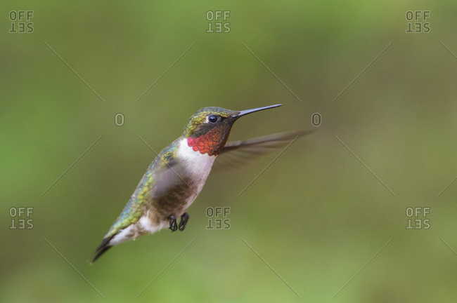 Ruby-throated Hummingbird (Archilochis colubris) flying in early spring, Warman, Saskatchewan, Canada
