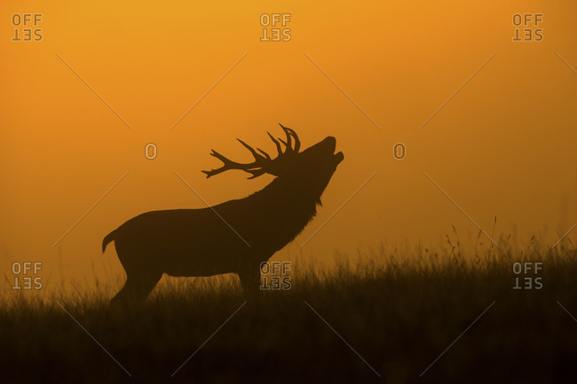 Deer calling out silhouetted at dusk