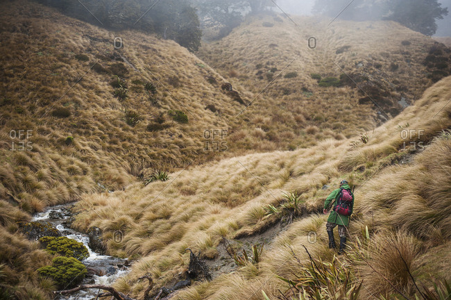 Hunter in mountain grasslands, Nelson Lakes, New Zealand