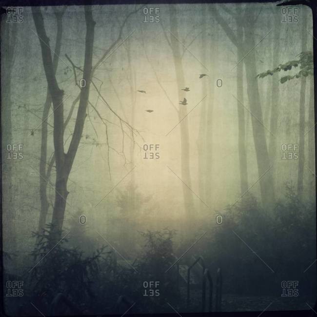 Forest in mist, flying birds