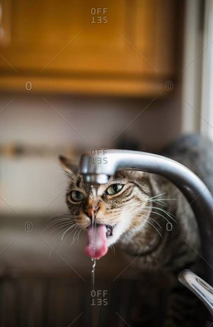 Tabby cat drinking water from the faucet in the kitchen