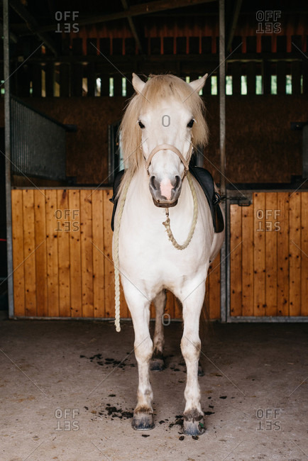Saddled white horse in a stable
