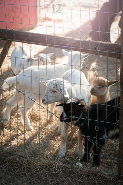 Goats in a pen on farm