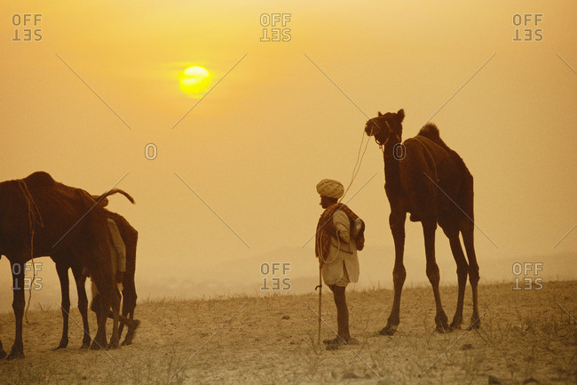 Camels at Pushkar Camel Fair, Pushkar, Rajasthan, India