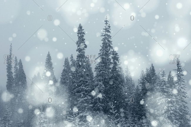 Snow Falling in Evergreen Forest, Wells Gray Provincial Park, British Columbia, Canada