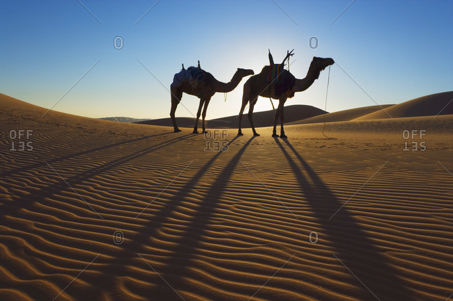 Camels, Um el Ma, Mandara Lakes, Erg Ubari, Sahara Desert, Libya