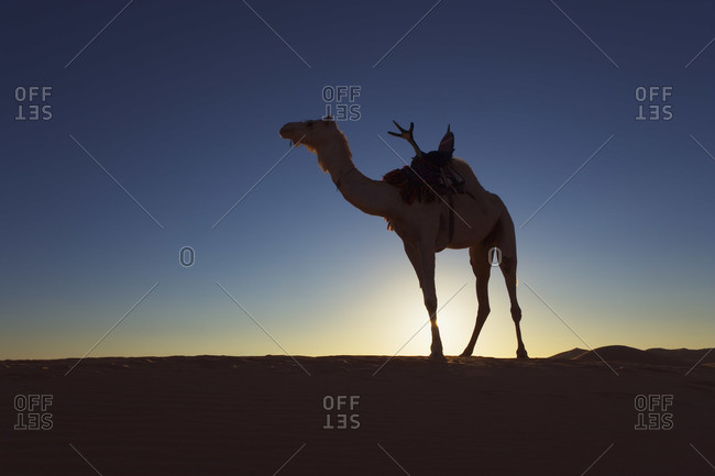 Camel, Um el Ma, Mandara Lakes, Erg Ubari, Sahara Desert, Libya