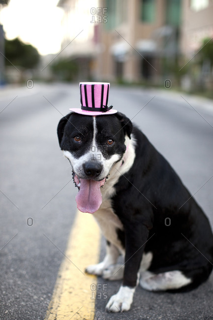 Dog wearing a pink top hat