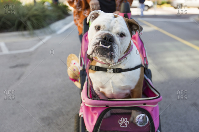Bulldog riding in a pet stroller