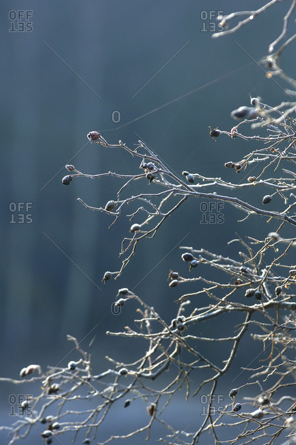 Frost on briar twigs with berries