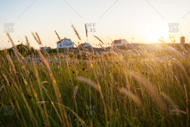 Grass on meadow at sunset