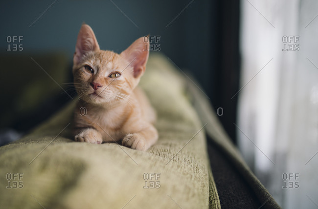 Sleepy tabby kitten on top of the couch at home