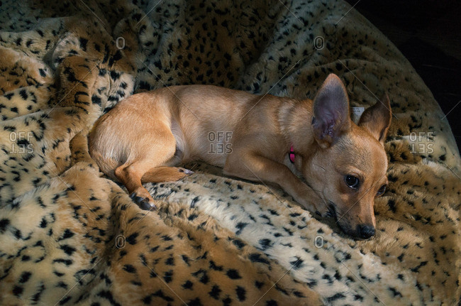 Dog relaxing on soft leopard print pet bed