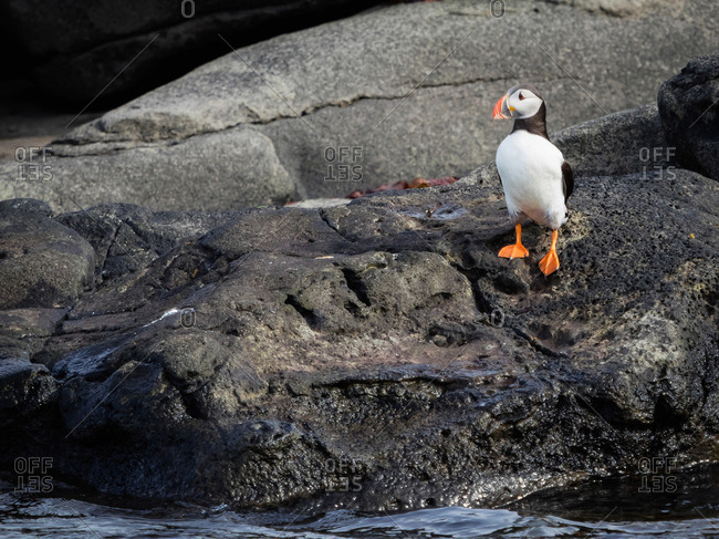 Atlantic Puffin bird on rocks of Akurey island