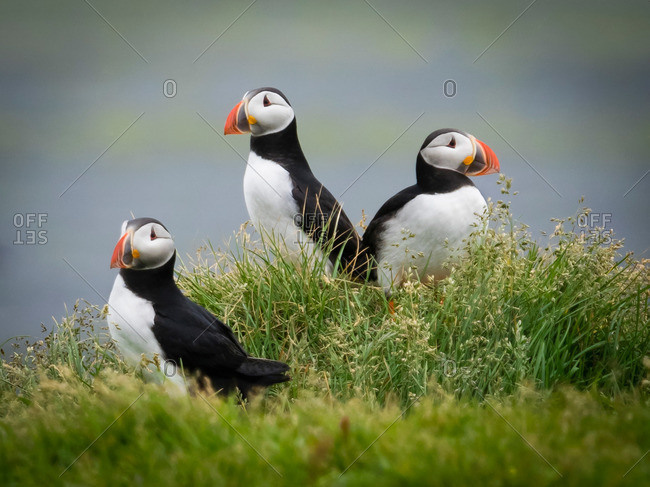 Three puffin birds in the grass on the cliffs of Dyrholaey