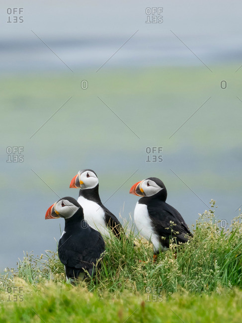 Three puffin birds in the grass on the cliffs of Dyrholaey