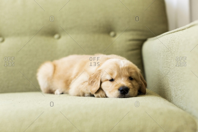 Sleepy puppy lying down on sofa