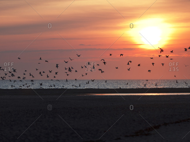 Silhouettes of birds at sunset