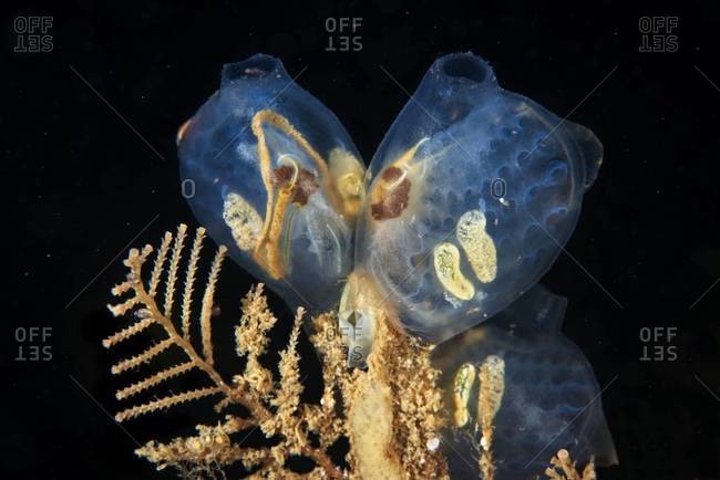 A sea squirt on underwater plant