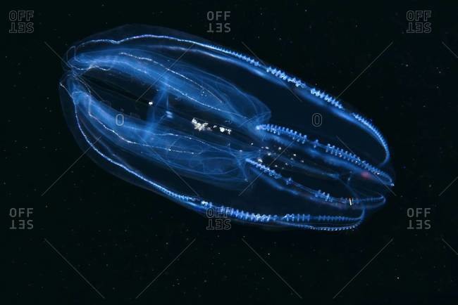 Comb jelly sea life in ocean
