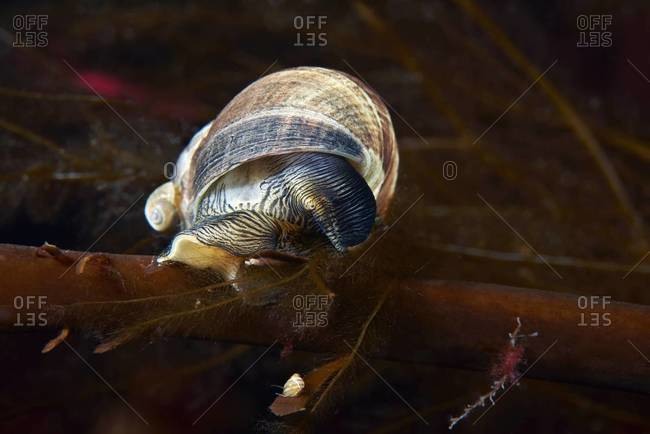 Periwinkle sea snail in the ocean