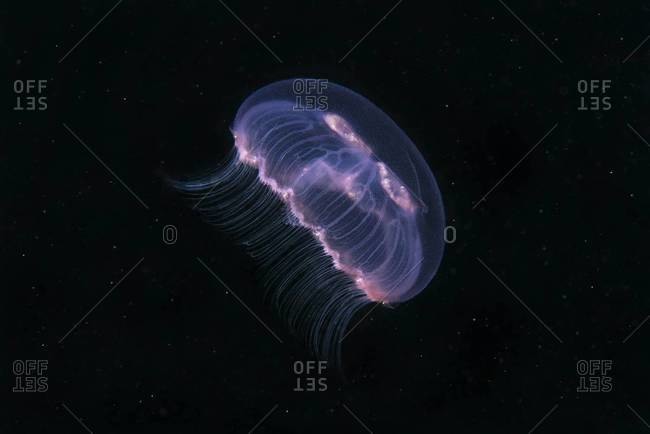 Moon jellyfish in the sea