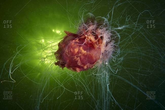 Lion\'s mane jellyfish lit by green light