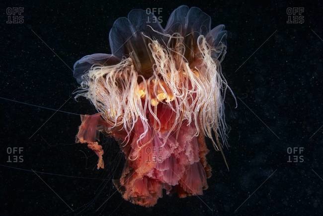 Lion\'s mane jellyfish from below