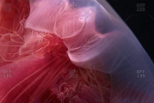 Close up of lion\'s mane jellyfish