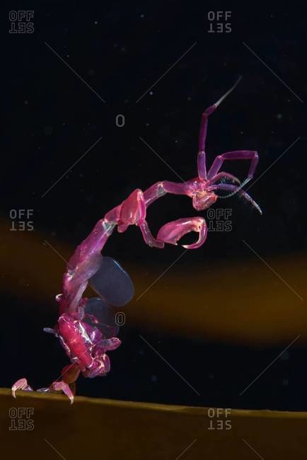 A skeleton shrimp in ocean