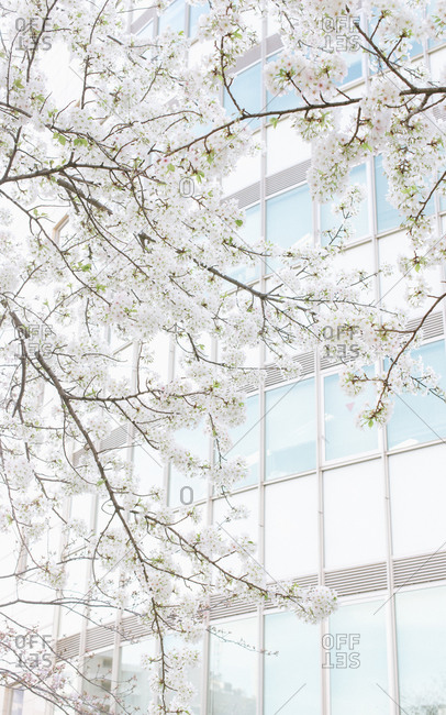 Cherry blossom branch against a modern building