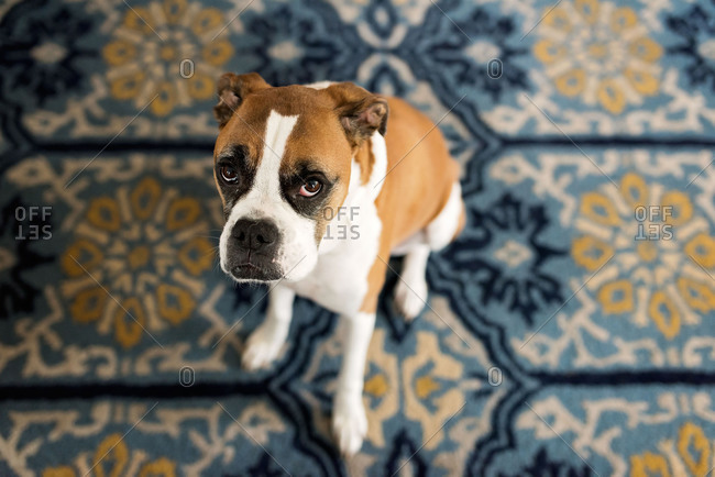 Overhead view of boxer dog on patterned carpet