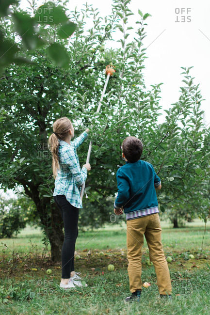 Sister and brother picking apples with pole picker