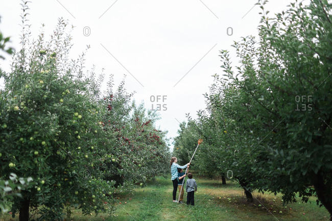 Sister and brother picking an apple with pole picker