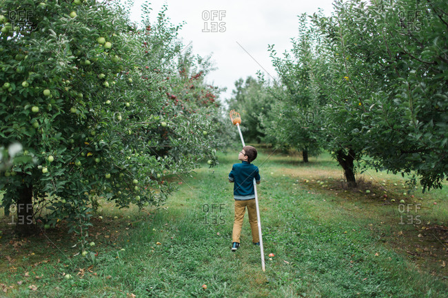 Young boy looking for apples to pick with fruit pole picker