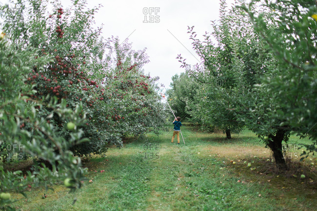 Young boy picking apple with fruit pole picker