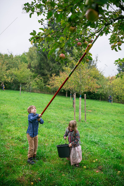 Kids using a fruit picker to pick apples