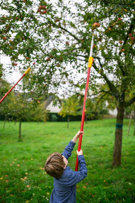 Boy uses a fruit picker in an apple tree