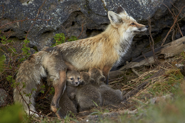 Red fox (Vulpes vulpes) (Vulpes fulva) vixen nursing her kits, Yellowstone National Park, Wyoming, United States of America