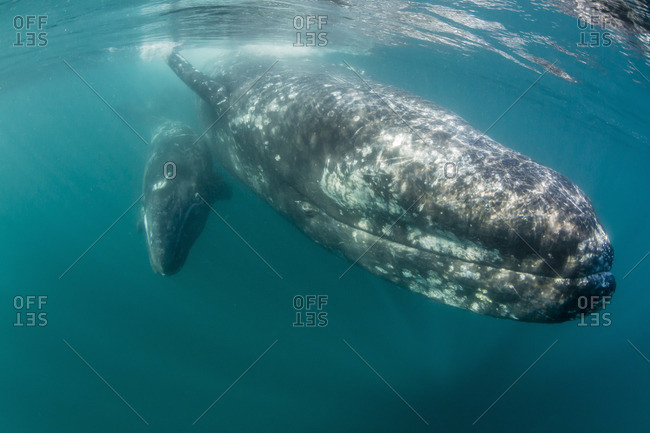 California gray whale (Eschrichtius robustus) mother and calf underwater in San Ignacio Lagoon, Baja California Sur, Mexico