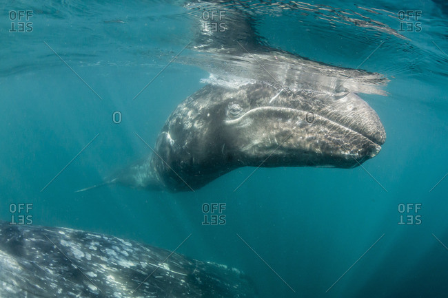California gray whale (Eschrichtius robustus) mother and calf underwater in San Ignacio Lagoon, Baja California Sur, Mexico