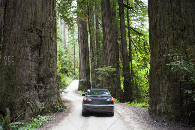 A car driving on Howland Hill Road towards Stout Grove in Jedediah Smith Redwoods State Park