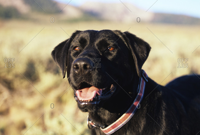 Black lab standing in a field