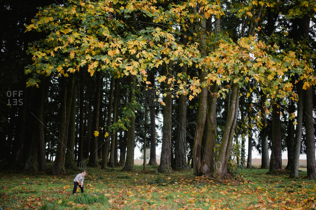 Little boy picking up leaves in the forest