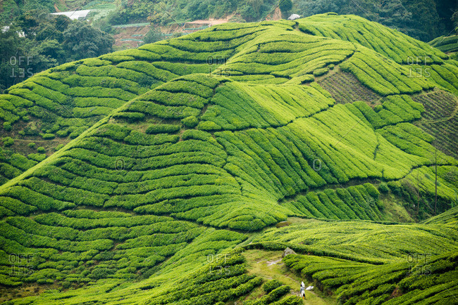 Worker on a tea plantation in the Cameron Highlands of Malaysia