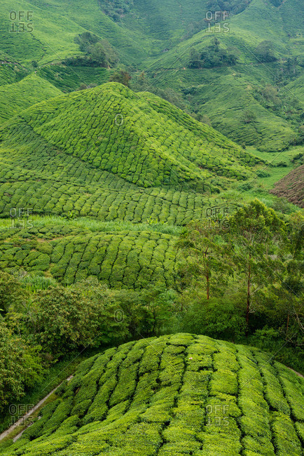 Lush green hills on a tea plantation in Malaysia