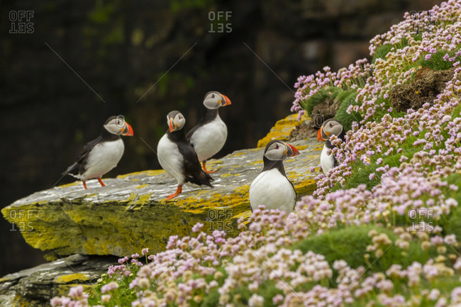 Atlantic puffins on ledge, Shetland Islands, Scotland, Europe